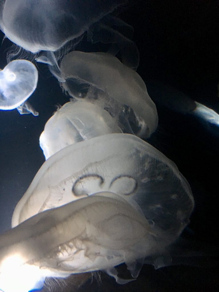Closeup of jellyfish swimming in the aquarium