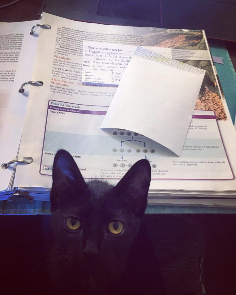 My black kitten, Newbert, sitting on my lap as I study my microbiology textbook